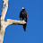 @dilairmustafa8015