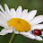 Coccinella