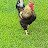 @DJ-zw8kw Avatar