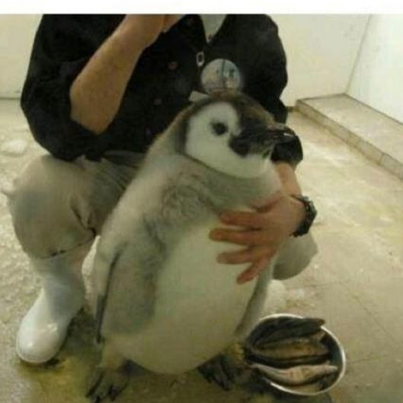 CanadianPenguinGaming