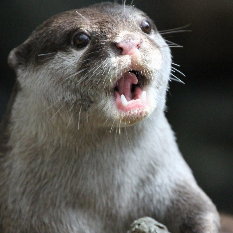 性癖尖リカワウソ