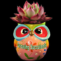 Growing Succulents with LizK Avatar