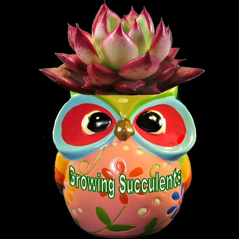 Growing Succulents with LizK