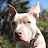 @ThreeDogsTwoCatsAndAWife Avatar