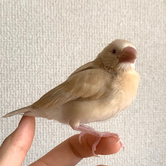 じゅりめろアイコン画像