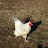 @hotchickenbone's avatar