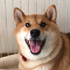 柴犬こてつと僕との大切な時間