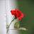 @williamgramovitch1181
