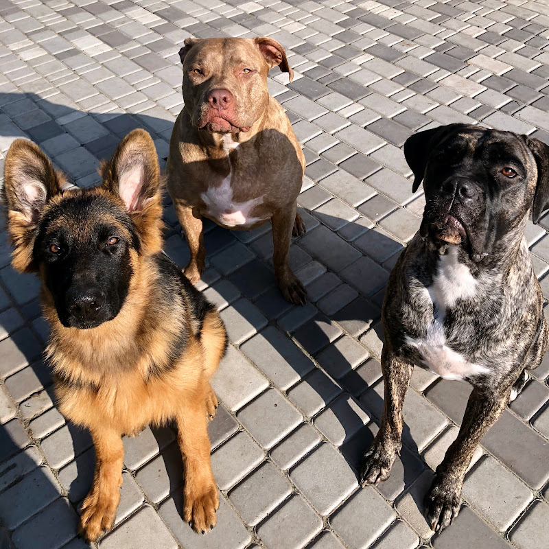 Life with Bino, Kaya and Louie