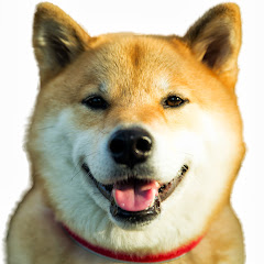 柴犬まるmarutaro