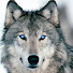 rst0SCk_M8g-channel-avatar-silver wolf