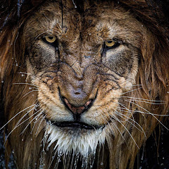 Old Lion
