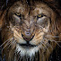 rkqXEUh_qPk-channel-avatar-Old Lion