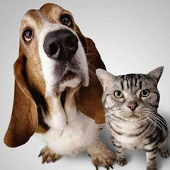 funny pets like cat dog有趣宠物アイコン画像