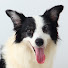 L8bqGcNvxMs-channel-avatar-Happy Smiley Dog Gaming
