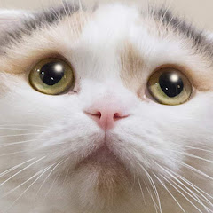 - まにょこのゲーム実況まにょちゃんねる
