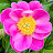 @haydenpeony5920