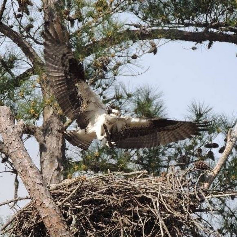 Lake Murray Osprey logo