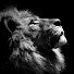 pFKH6AzZMaA-channel-avatar-lion2929