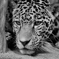 Old Gym Jag