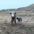 thOa0bnzPgI-channel-avatar-Life Behind A Cow