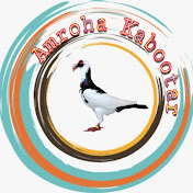 Amroha Kabootar