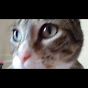 dongatuno28