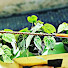 0mzUdsarfo4-channel-avatar-Dinasty Rod Custom DRC