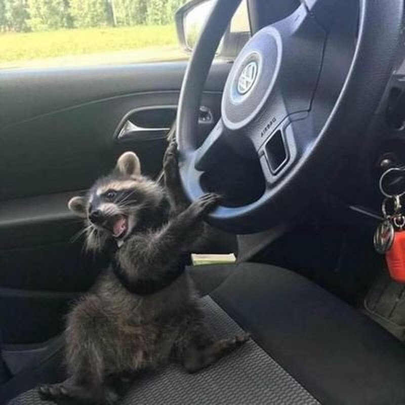 TheRacconDriver