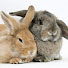 IN1-BvwqWvs-channel-avatar-rabbitsleft