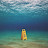 @Poshinobi Avatar