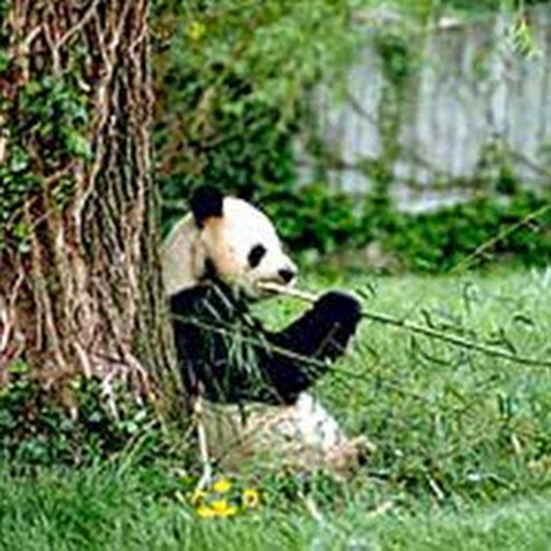 PandaTradingStrategies