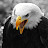 @landosazo7506's avatar