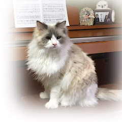 ミルポポ長毛猫アイコン画像