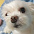 @어변성룡-o7z