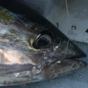 東京湾・相模湾の沖釣りのススメ