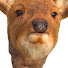F8Ct7DrWxYg-channel-avatar-nara deer channel