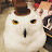 Owl cafe hoothoot