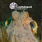 Cephalopod TV logo