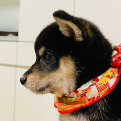 豆柴まめまめ琥珀