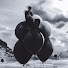 3AxwZjJq6hw-channel-avatar-NF News and Leaks