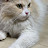 @anol1400