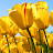 @user-xj7hp8hi9e