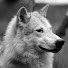 ciOkNR-tZLg-channel-avatar-СЕРЖИК495