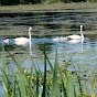 Ontario Trumpeter Swans logo