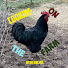 gRAMC0Nxf-g-channel-avatar-Cooking On The Farm