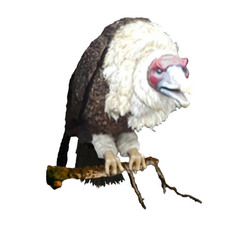 Turkey Buzzard