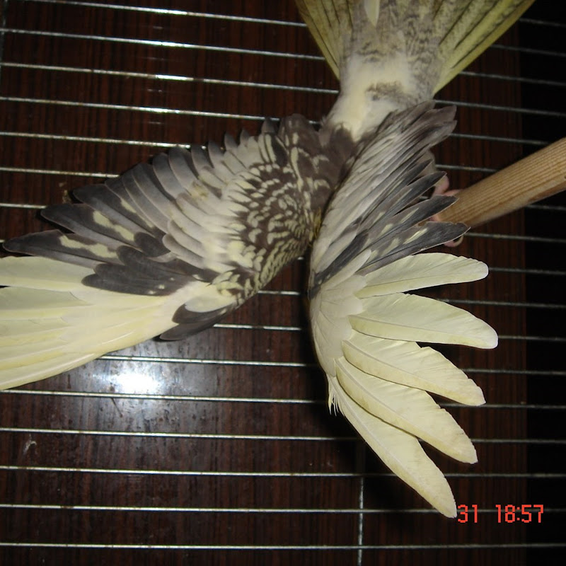 Александр Logo