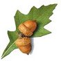 Acorn Cancer Support Group logo
