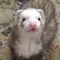 Ferret Nation logo